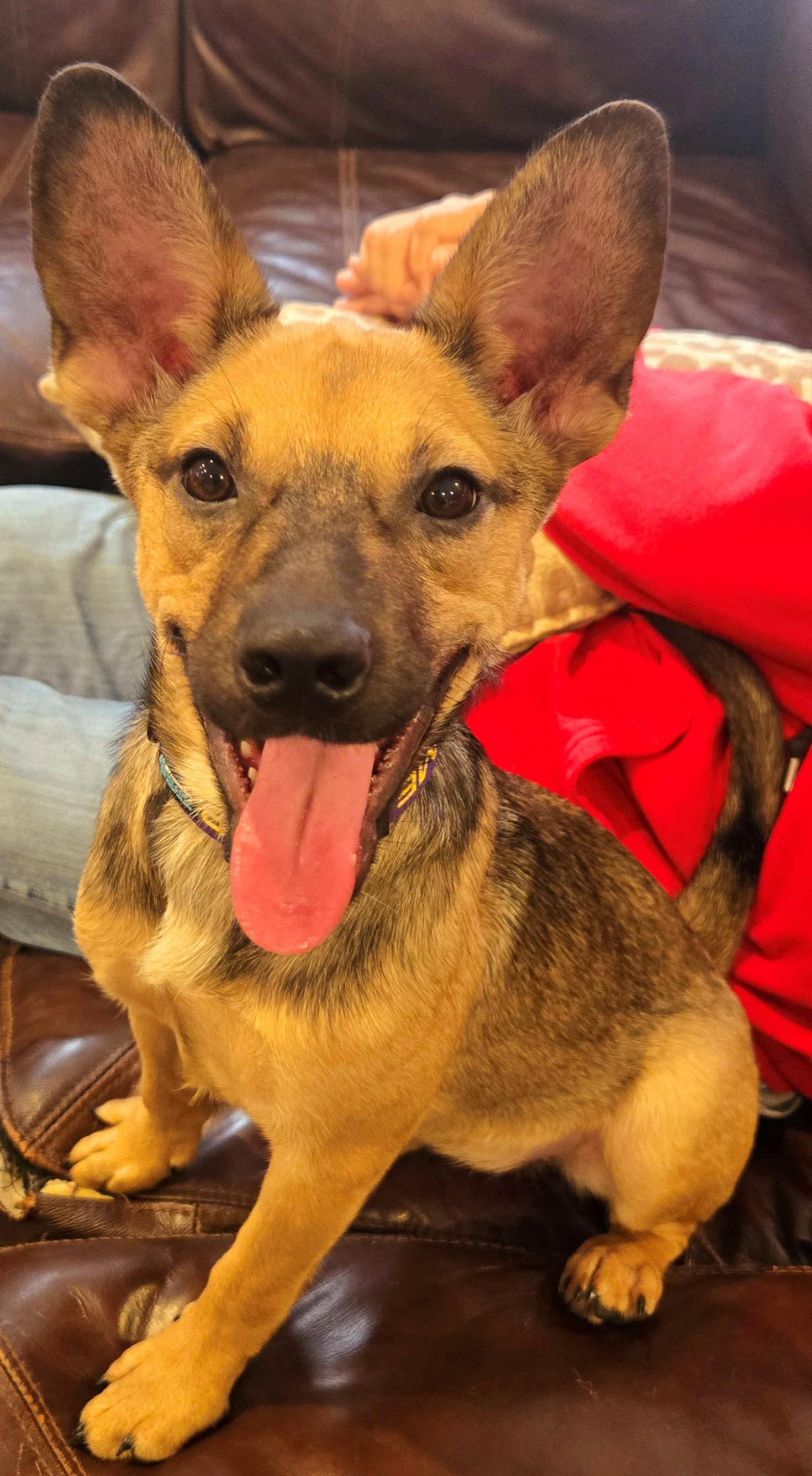 Enlarge Kraut  (UNDER 30 POUNDS), a Adoptable mixed breed in Polk, OH image 2/3