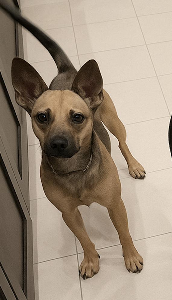 Kraut  (UNDER 30 POUNDS)