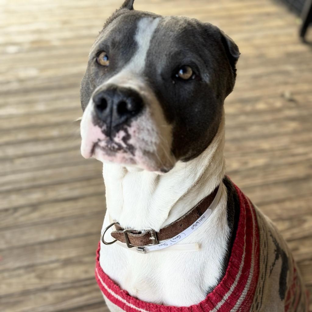 Stone, Adoptable, Adult Male American Staffordshire Terrier.