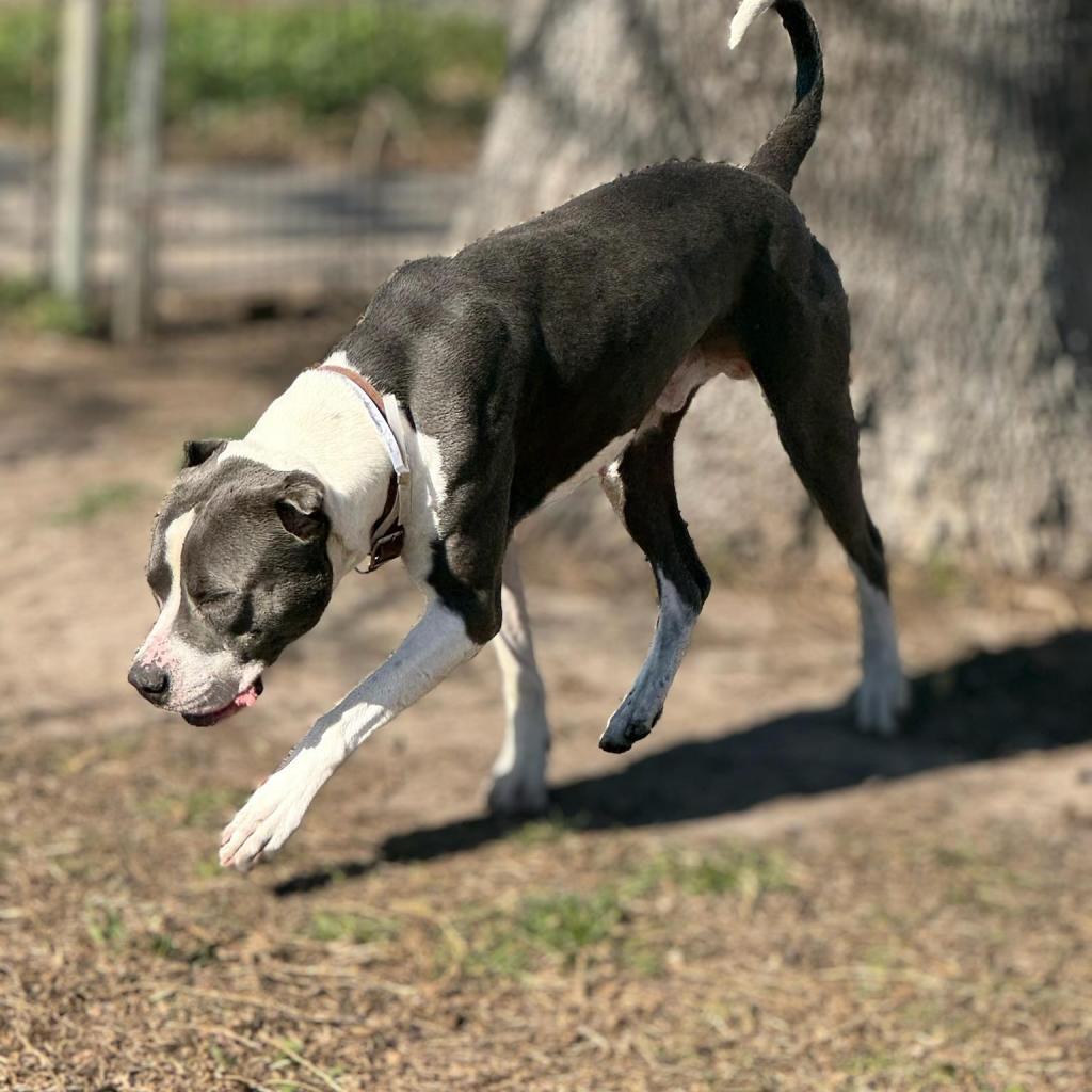 Stone, a Adoptable American Staffordshire Terrier in Tomball, TX image 2/3
