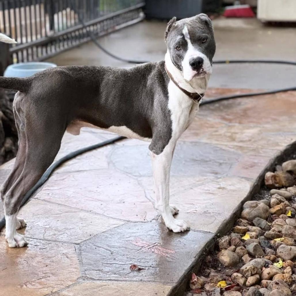 Enlarge Stone, a Adoptable American Staffordshire Terrier in Tomball, TX image 4/5