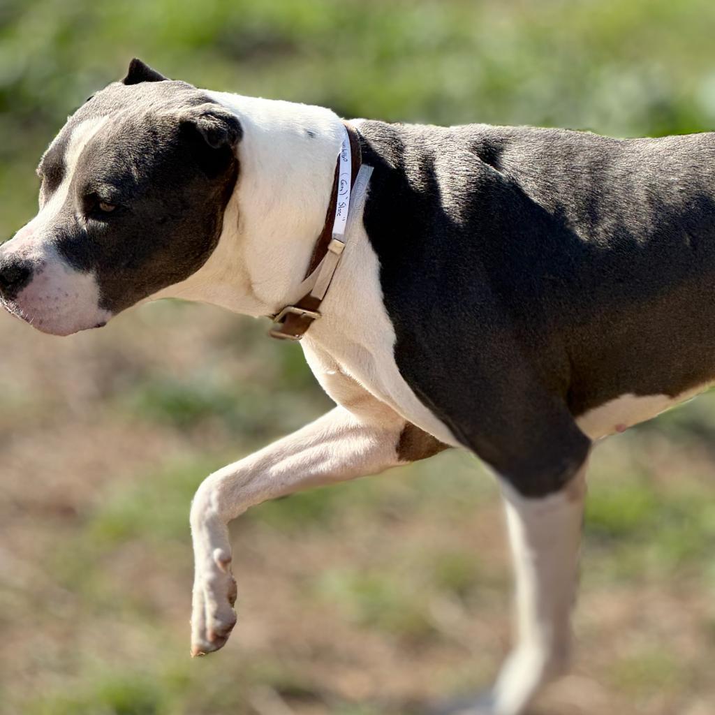 Stone, a Adoptable American Staffordshire Terrier in Tomball, TX image 3/3