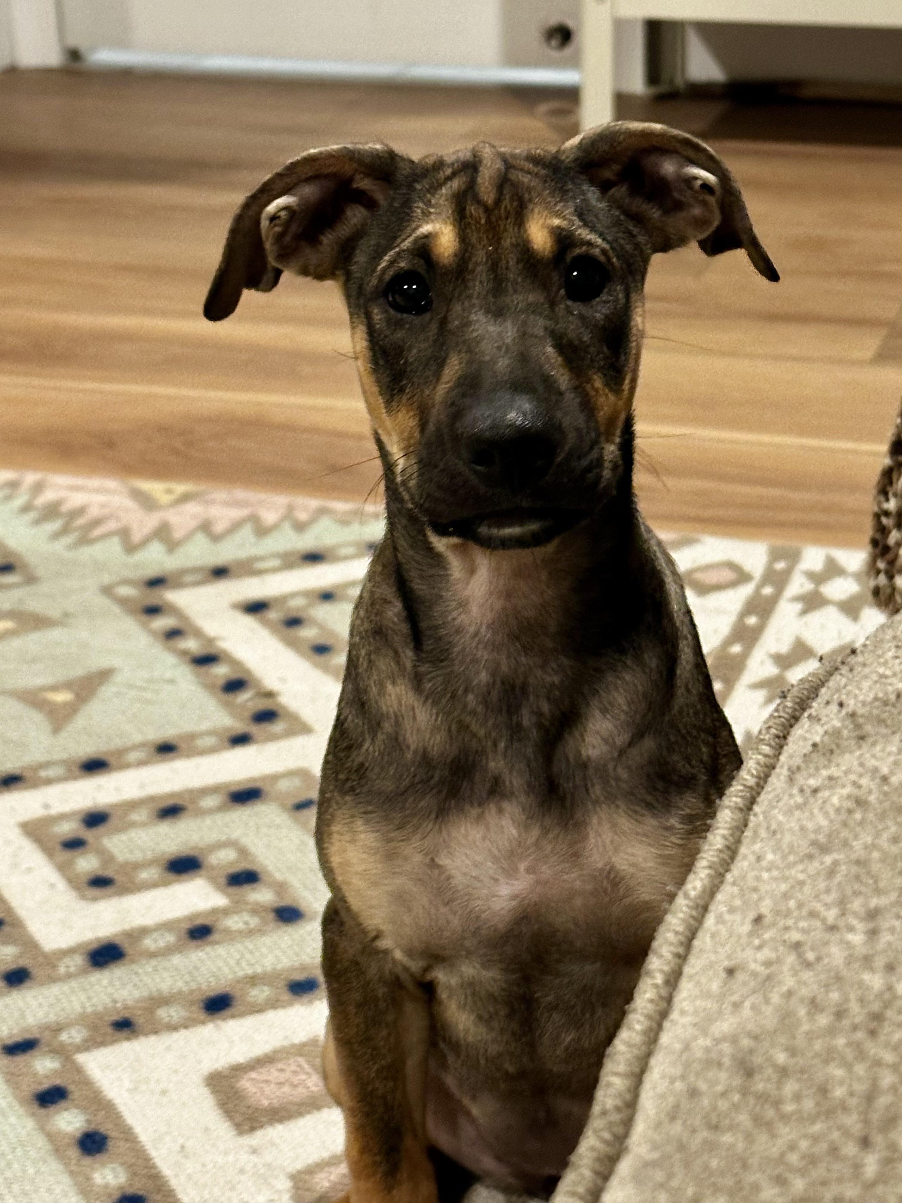 Frida, a ADOPTABLE mixed breed in New York, NY image 1/6