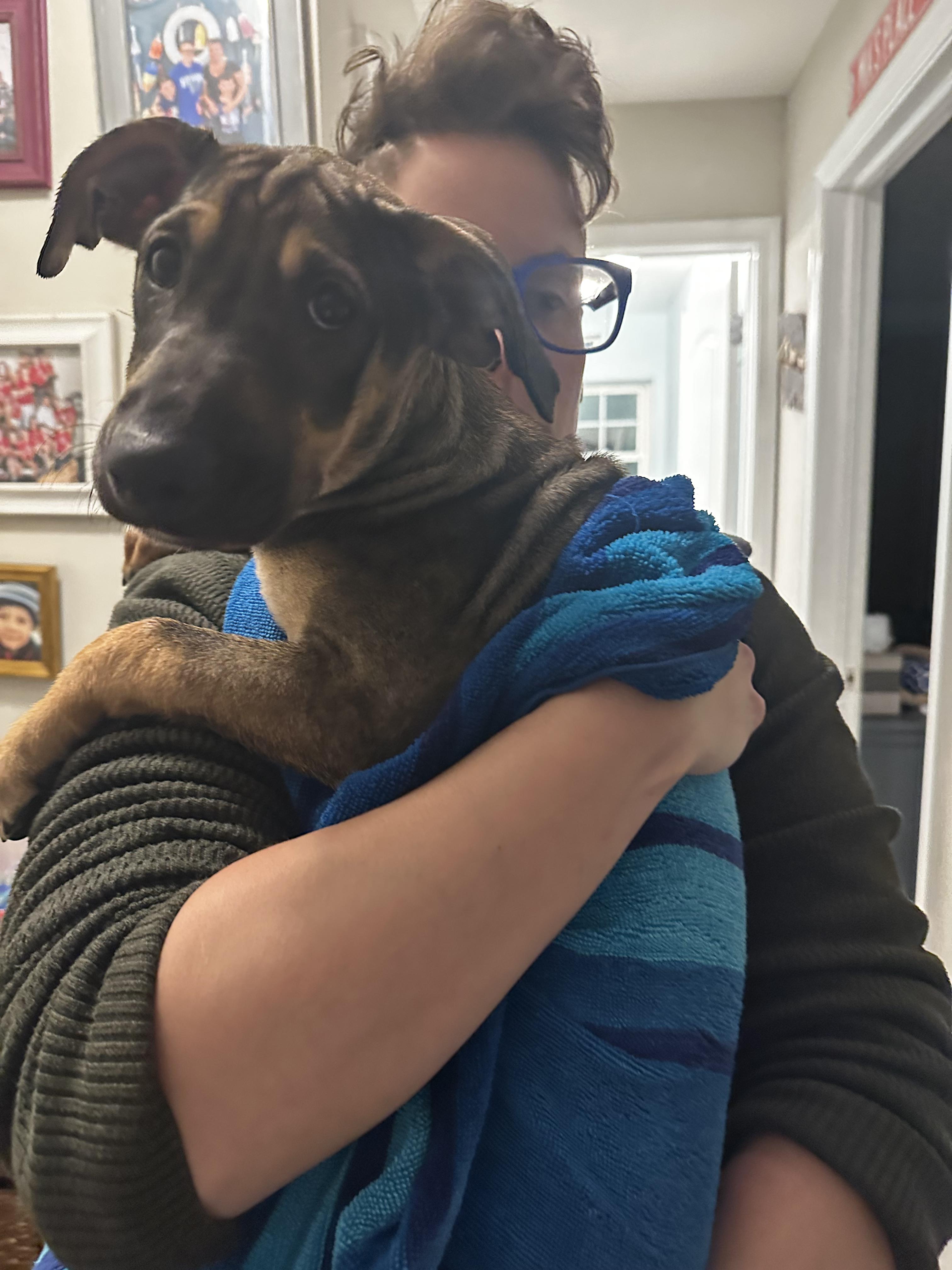 Frida, a ADOPTABLE mixed breed in New York, NY image 3/6