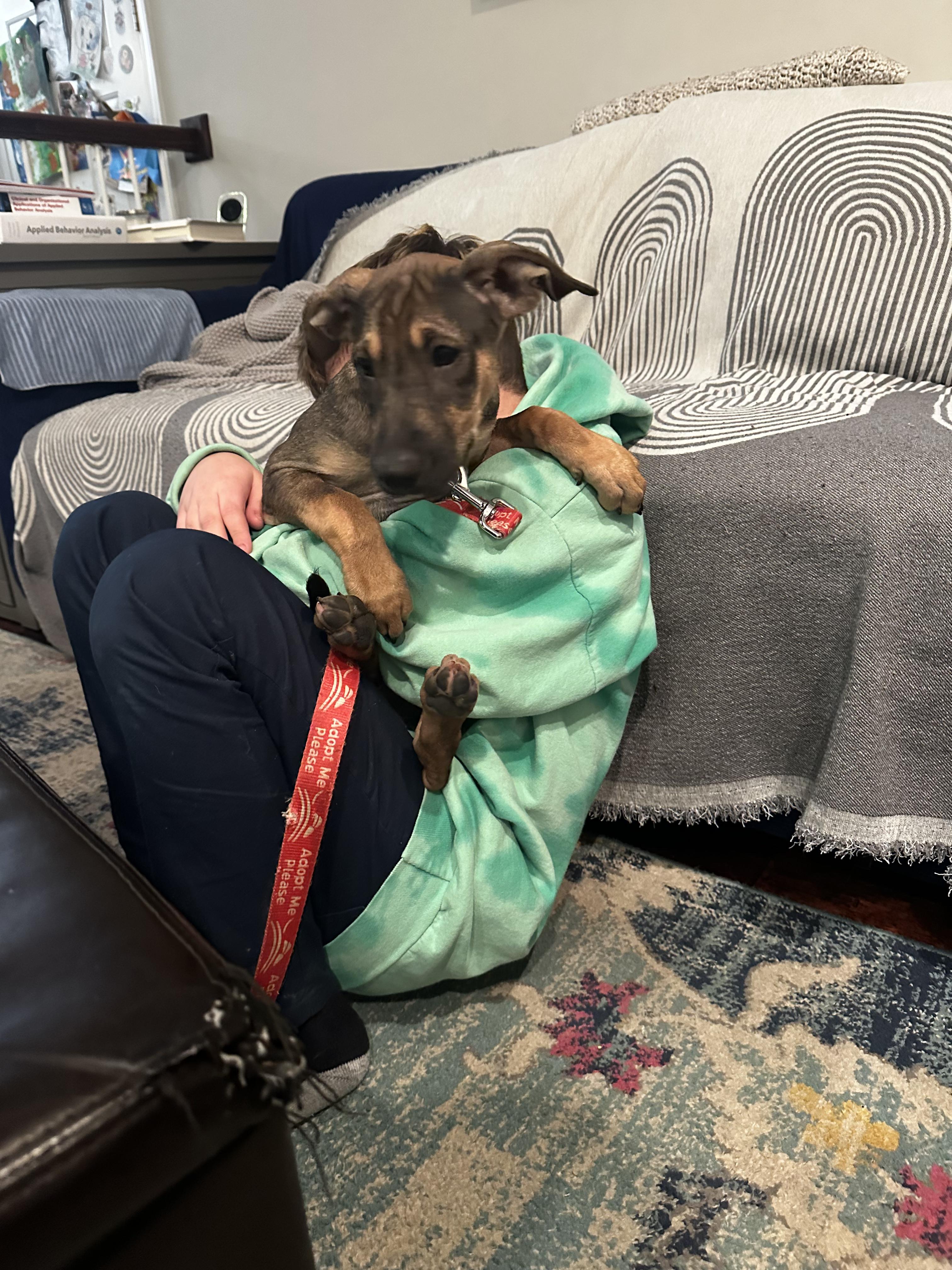 Frida, a ADOPTABLE mixed breed in New York, NY image 6/6