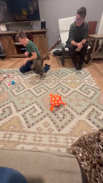 Enlarge Frida, a ADOPTABLE mixed breed in New York, NY video 5/6