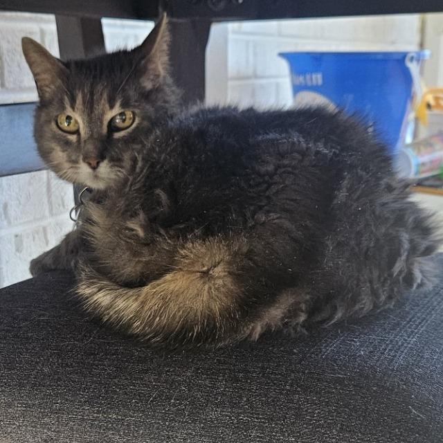 Sally, Adoptable, Senior Female Domestic Medium Hair.