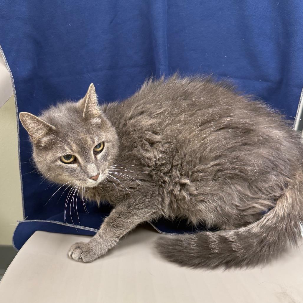 Enlarge Sally, a Adoptable mixed breed in Galax, VA image 1/2