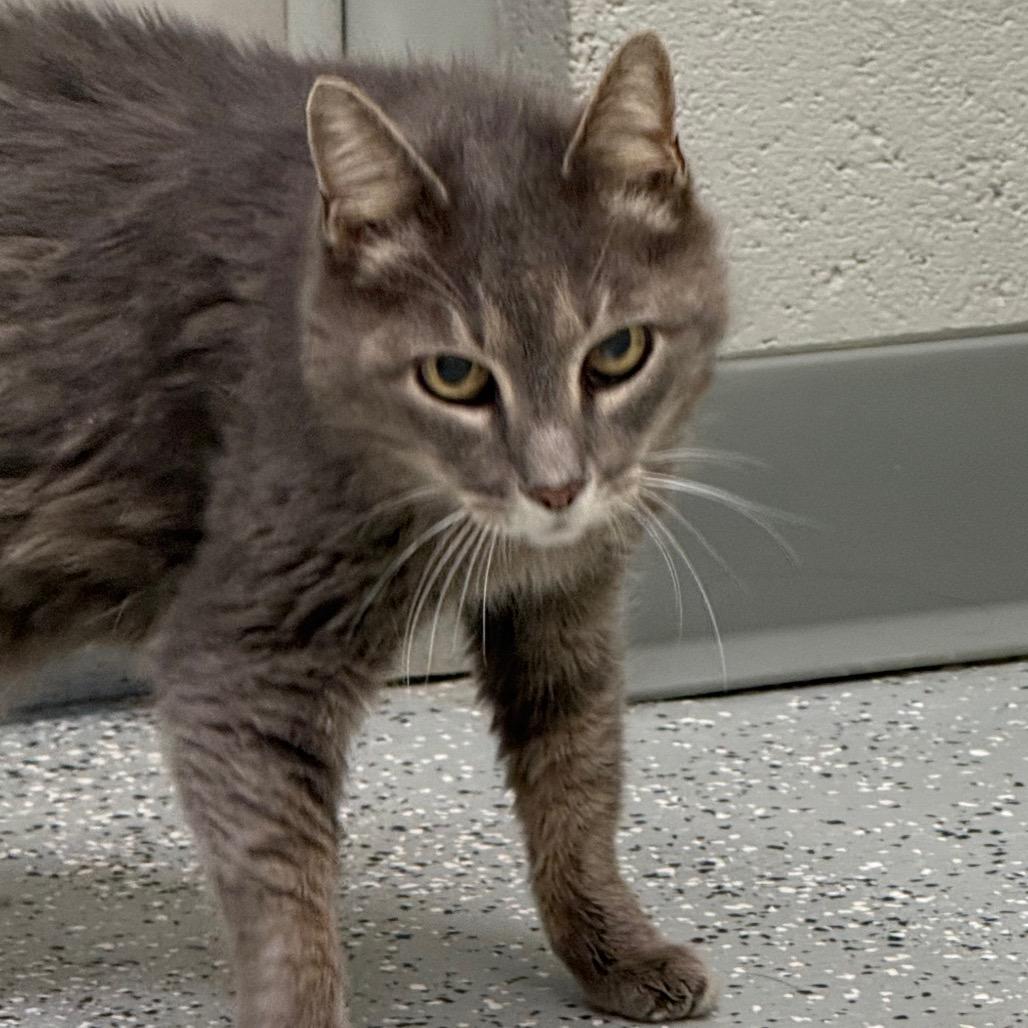 Enlarge Sally, a Adoptable mixed breed in Galax, VA image 2/2