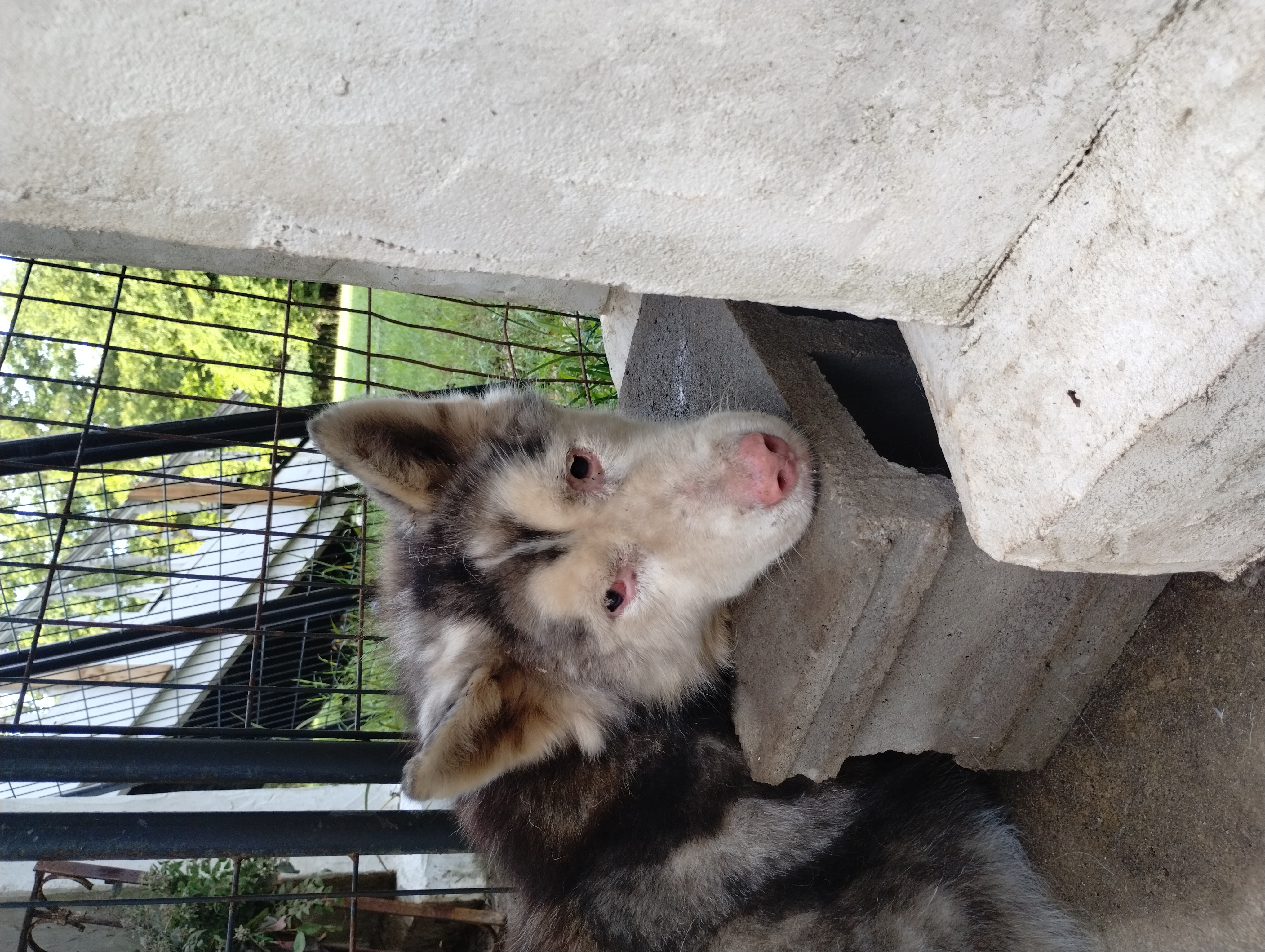 Enlarge Lightening, a Adoptable Siberian Husky in Sumter, SC image 1/1
