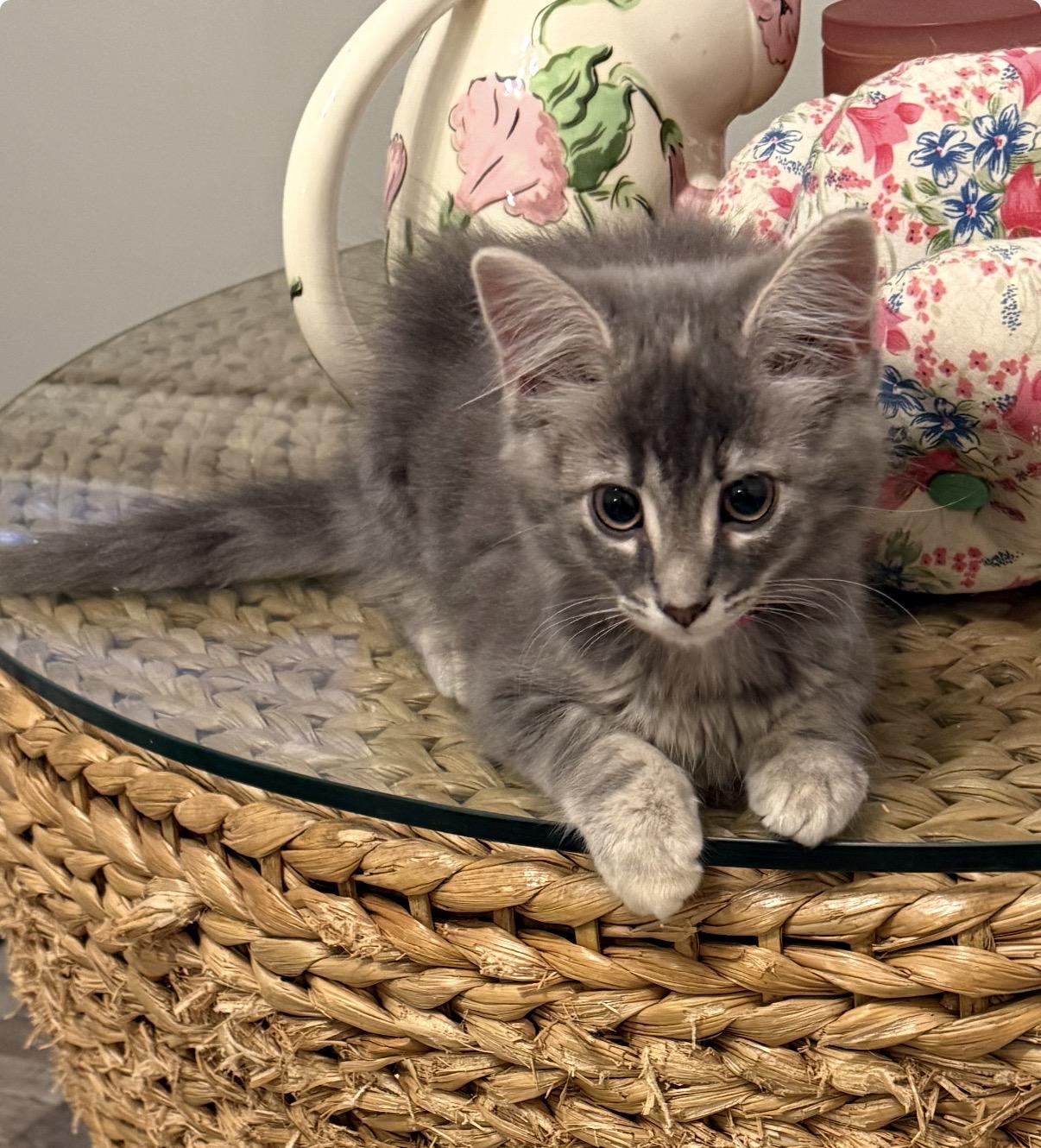 Enlarge Star, a ADOPTABLE Domestic Long Hair in Woodstock, GA image 1/1