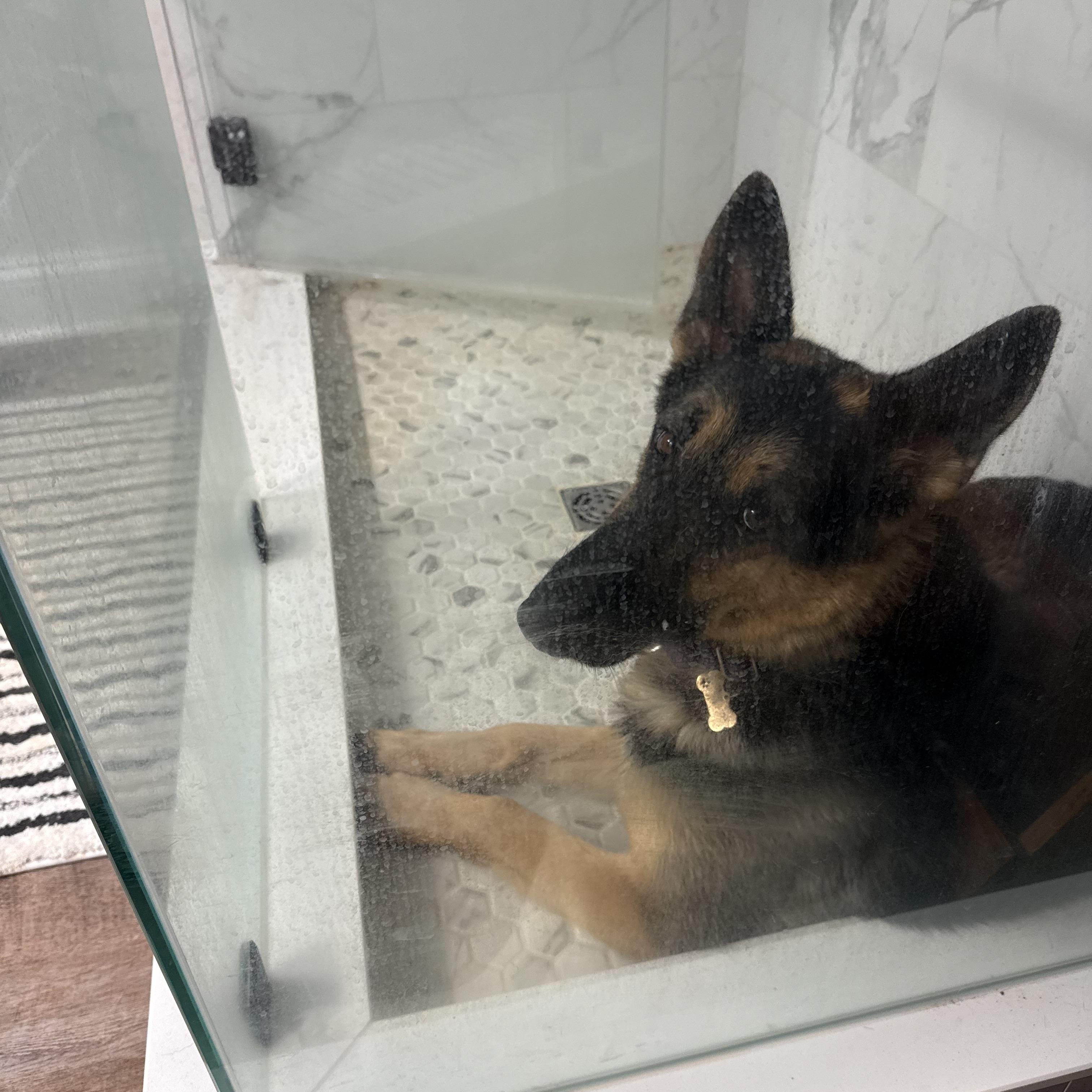 Enlarge Athena, an adopted German Shepherd Dog in York, PA image 2/5