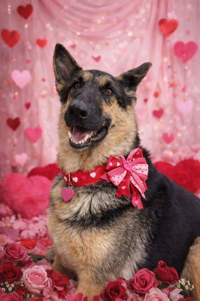 Athena, ADOPTABLE, Adult Female German Shepherd Dog.