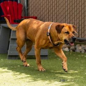 Ruby (in foster), an adopted Mixed Breed in Santa Cruz, CA image 6/6