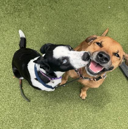 Ruby (in foster), an adopted Mixed Breed in Santa Cruz, CA image 3/6