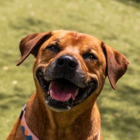 Ruby (in foster), an adopted Mixed Breed in Santa Cruz, CA image 5/6