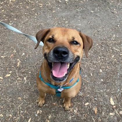 Ruby (in foster), an adopted Mixed Breed in Santa Cruz, CA image 2/6