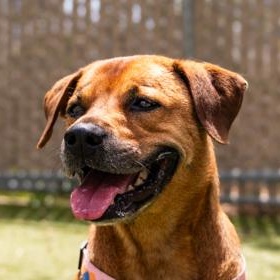 Ruby (in foster), an adopted Mixed Breed in Santa Cruz, CA image 1/6
