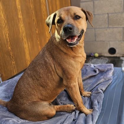 Ruby (in foster), an adopted Mixed Breed in Santa Cruz, CA image 4/6