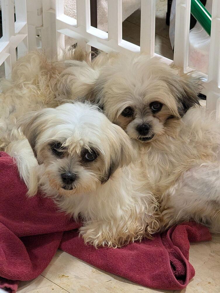 Thelma & Louise, a Adoptable Shih Tzu in Caldwell, NJ image 1/3