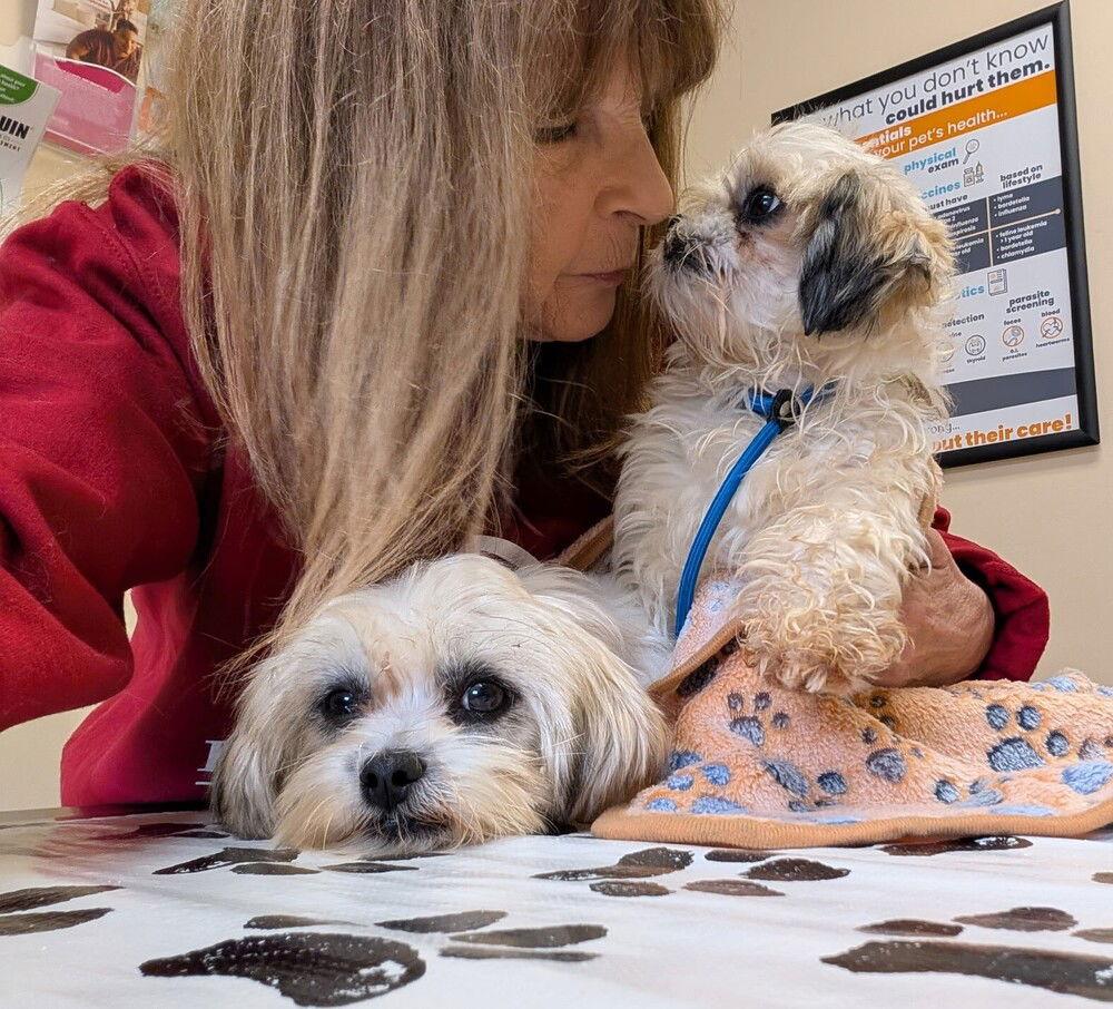 Thelma & Louise, a Adoptable Shih Tzu in Caldwell, NJ image 2/3