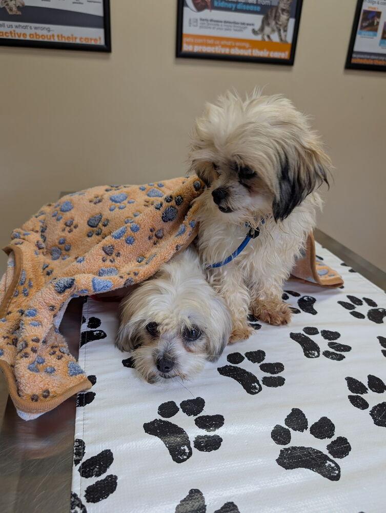 Thelma & Louise, a Adoptable Shih Tzu in Caldwell, NJ image 3/3
