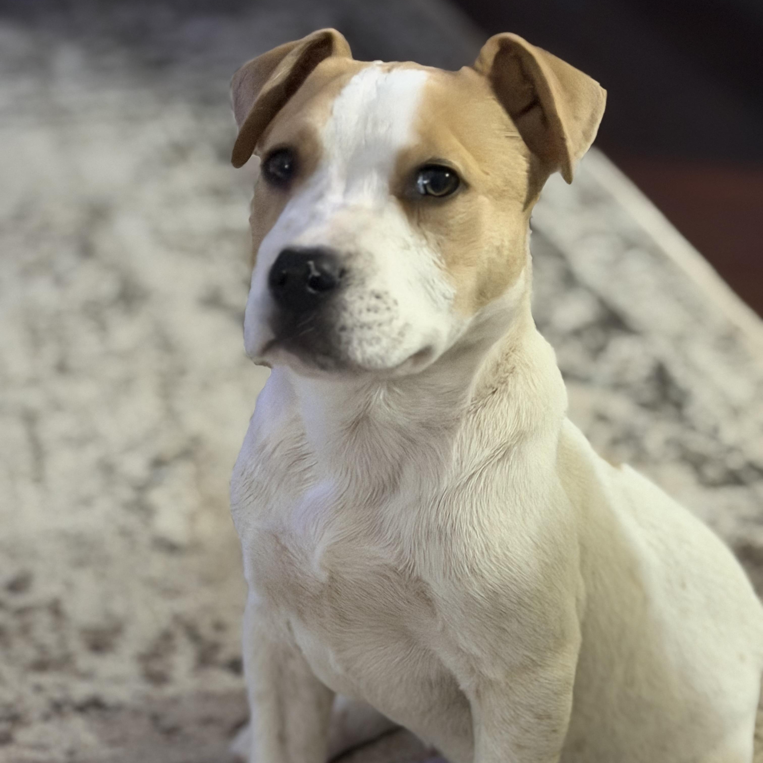 Enlarge Odie, a Adoptable mixed breed in Madison, WI image 5/5
