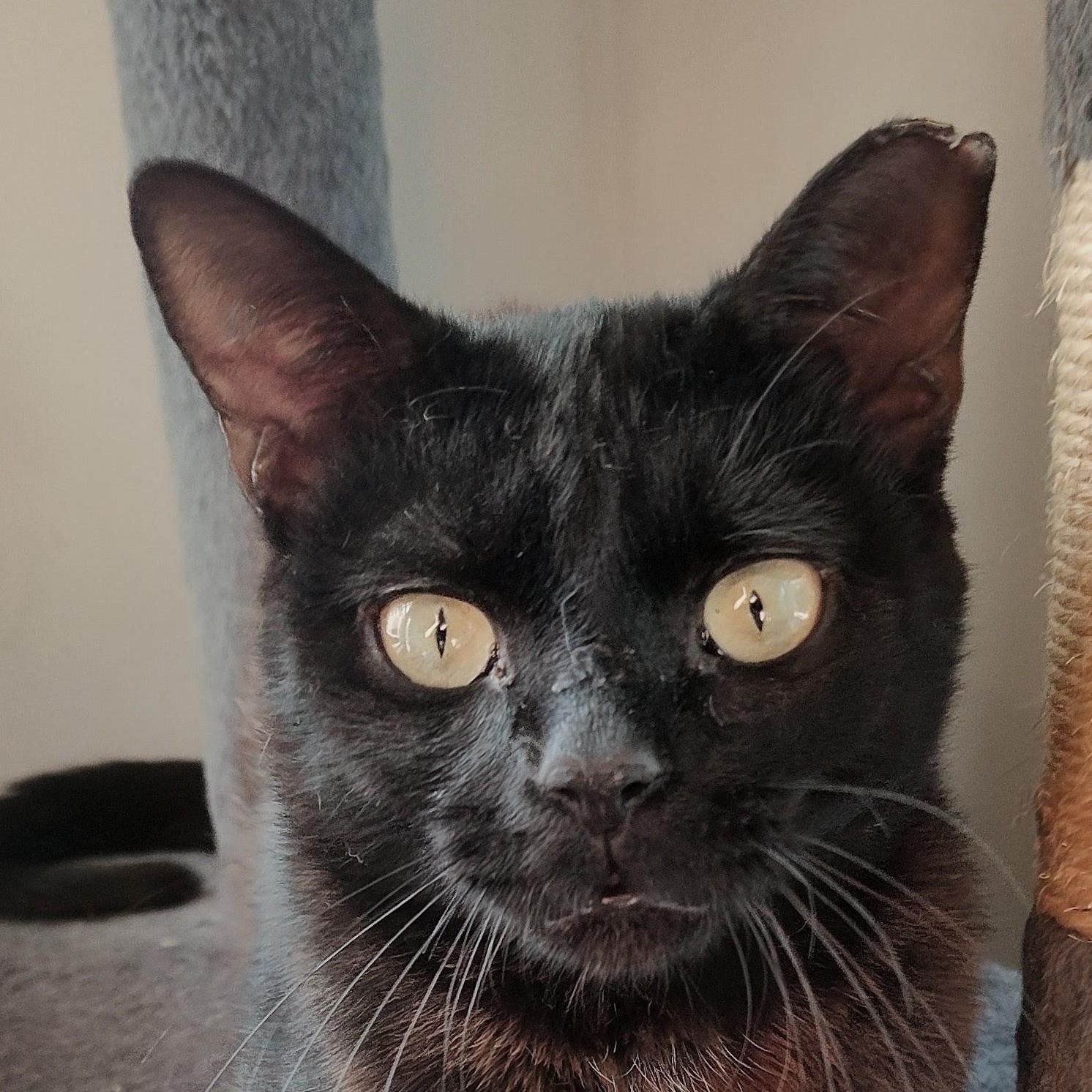 King Louie, Adoptable, Young Male Domestic Short Hair.