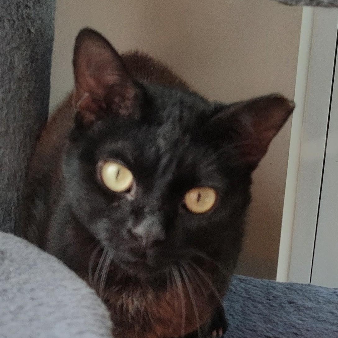 Enlarge King Louie, a Adoptable Domestic Short Hair in Charlotte, NC image 2/4