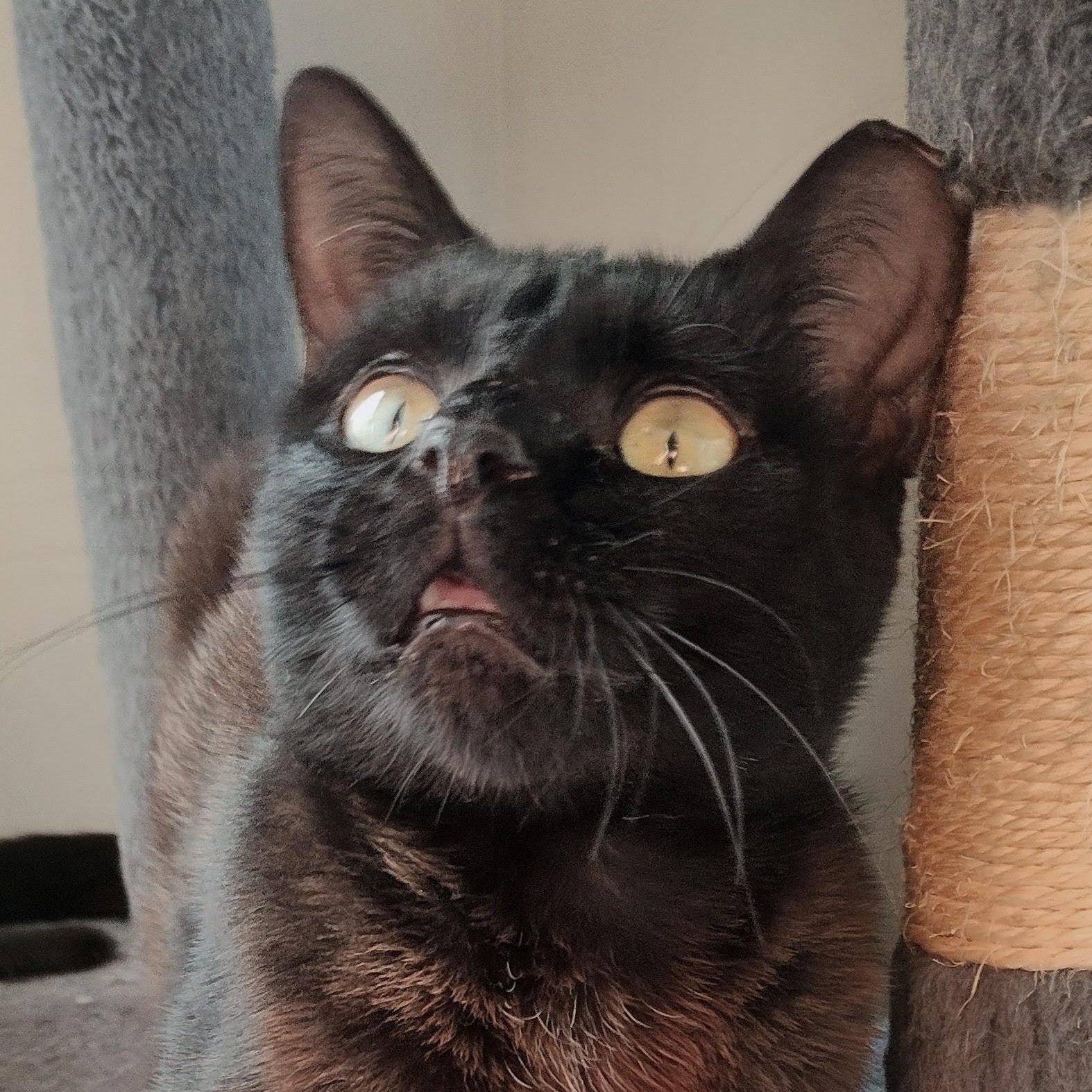 Enlarge King Louie, a Adoptable Domestic Short Hair in Charlotte, NC image 4/4