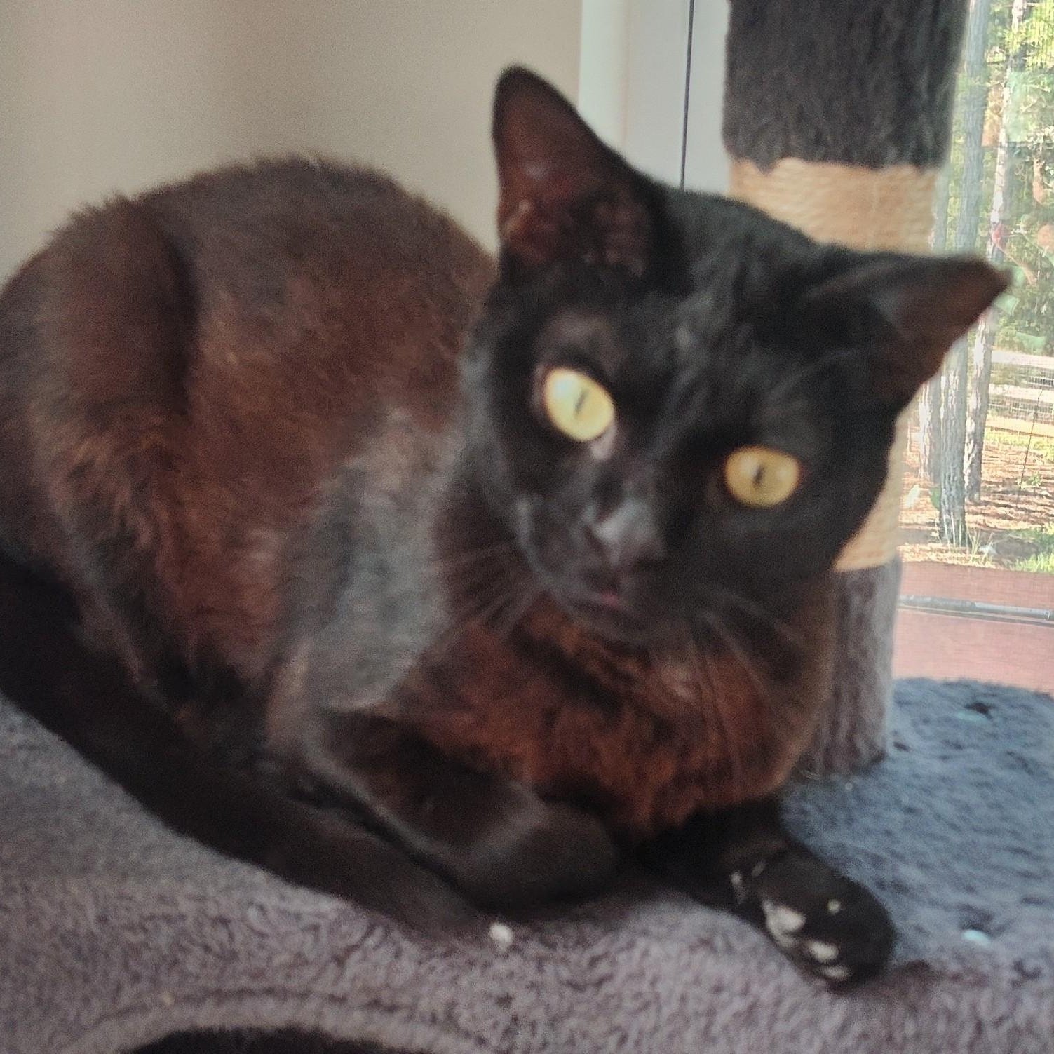 Enlarge King Louie, a Adoptable Domestic Short Hair in Charlotte, NC image 3/4