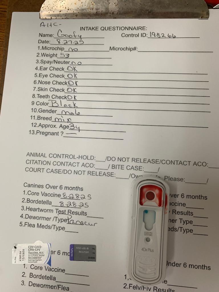 Goofy, Adoptable, Adult Male Mixed Breed.