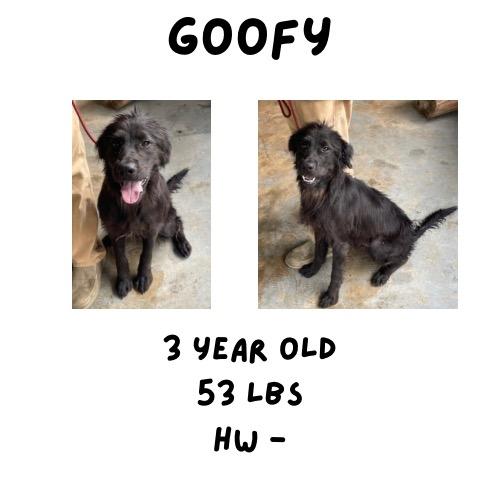 Enlarge Goofy, a Adoptable mixed breed in Albany, GA image 2/3