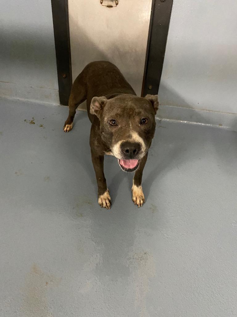 Chito, Adoptable, Adult Female Mixed Breed.