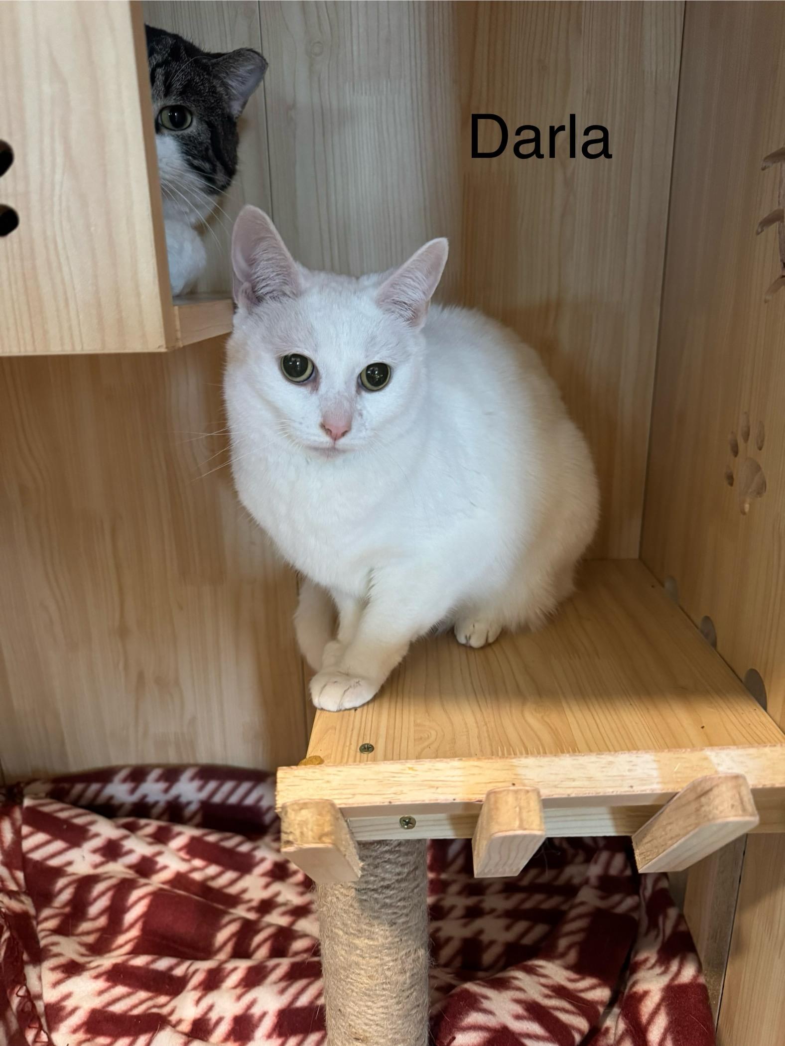 Enlarge Darla, a ADOPTABLE Domestic Short Hair in Harwinton, CT image 1/1