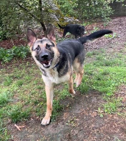 Boots, Adoptable, Puppy Male German Shepherd Dog.