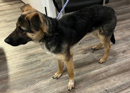 Boots, Adoptable, Puppy Male Mixed Breed.