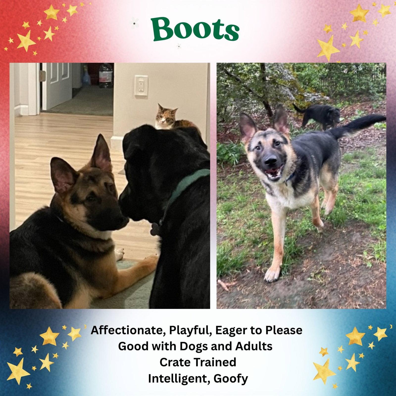 Boots, a Adoptable German Shepherd Dog in Baltimore, MD image 2/3