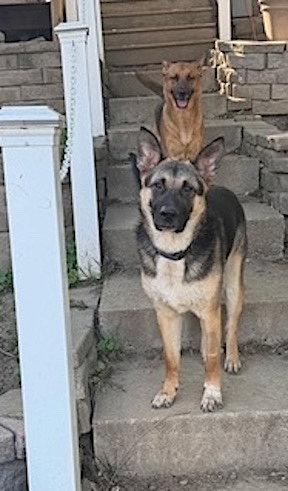 Boots, a Adoptable German Shepherd Dog in Baltimore, MD image 3/3