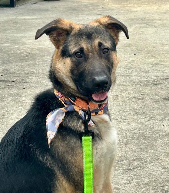Enlarge Boots, a Adoptable Mixed Breed in Baltimore, MD image 2/3