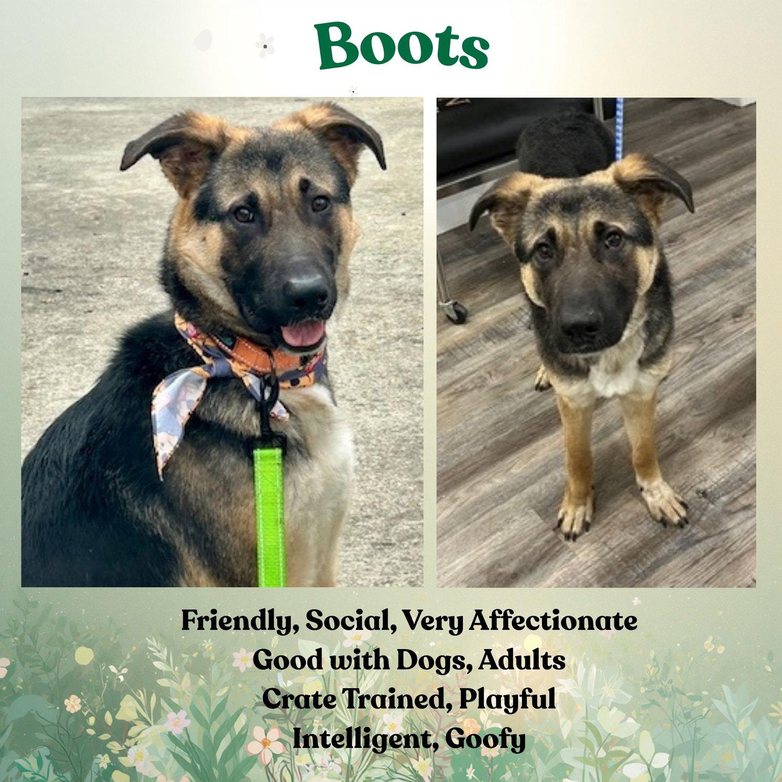 Boots, Adoptable, Puppy Male German Shepherd Dog.