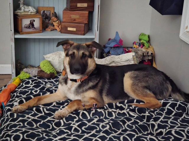 Enlarge Boots, a Adoptable German Shepherd Dog in Baltimore, MD image 2/3