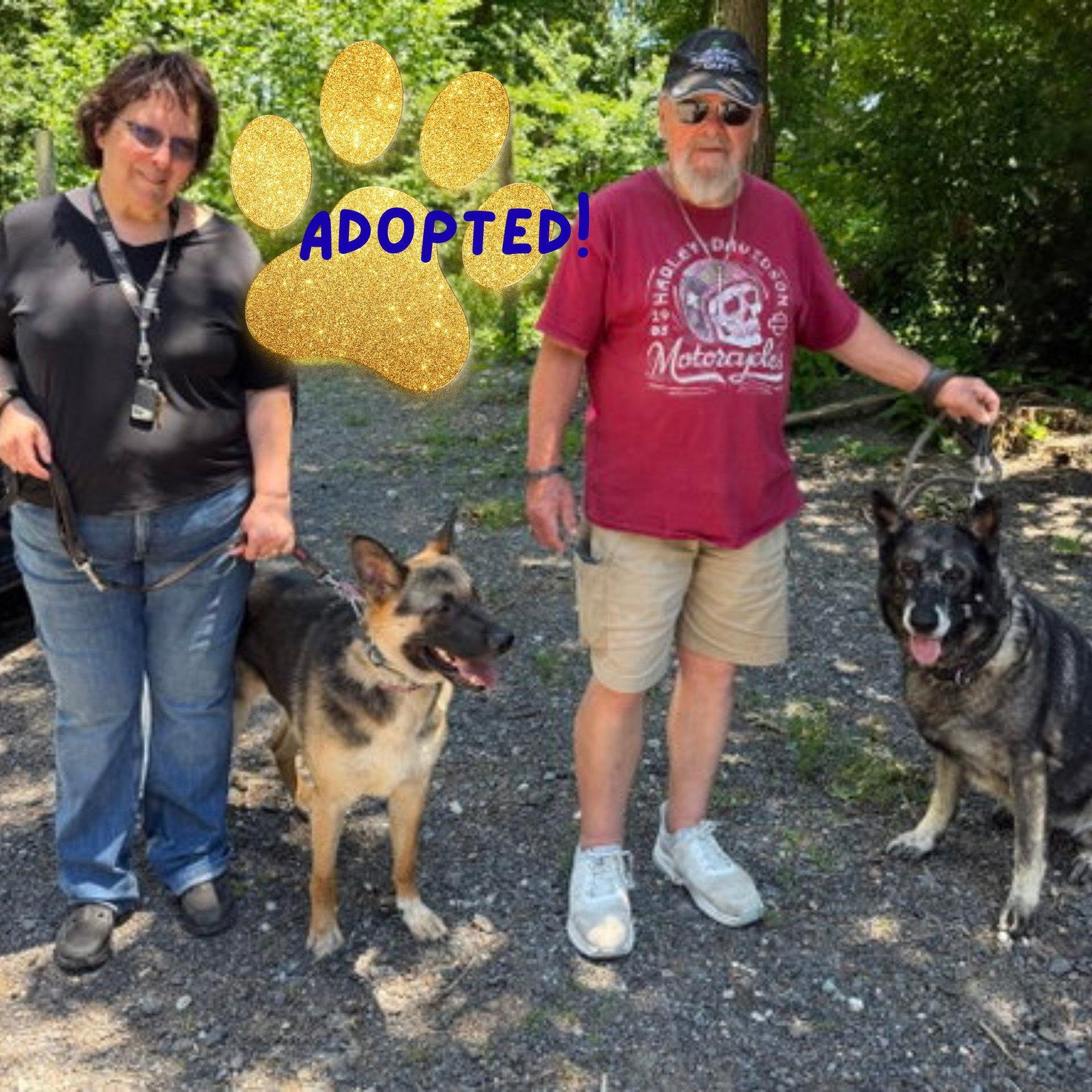 Boots, a Adopted German Shepherd Dog in Baltimore, MD image 2/3
