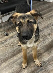 Enlarge Boots, a Adoptable German Shepherd Dog in Baltimore, MD image 3/3