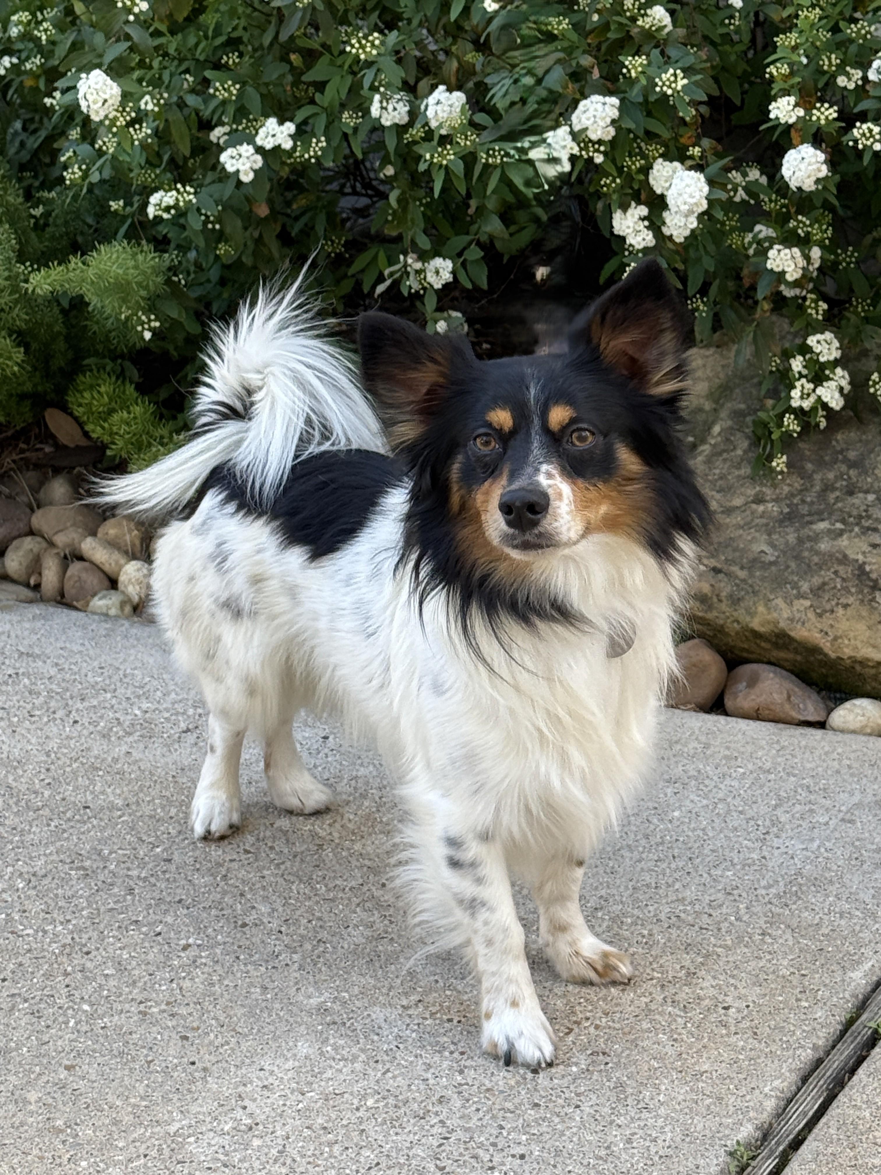 Enlarge Pinto, an adoptable mixed breed in Houston, TX image 2/5