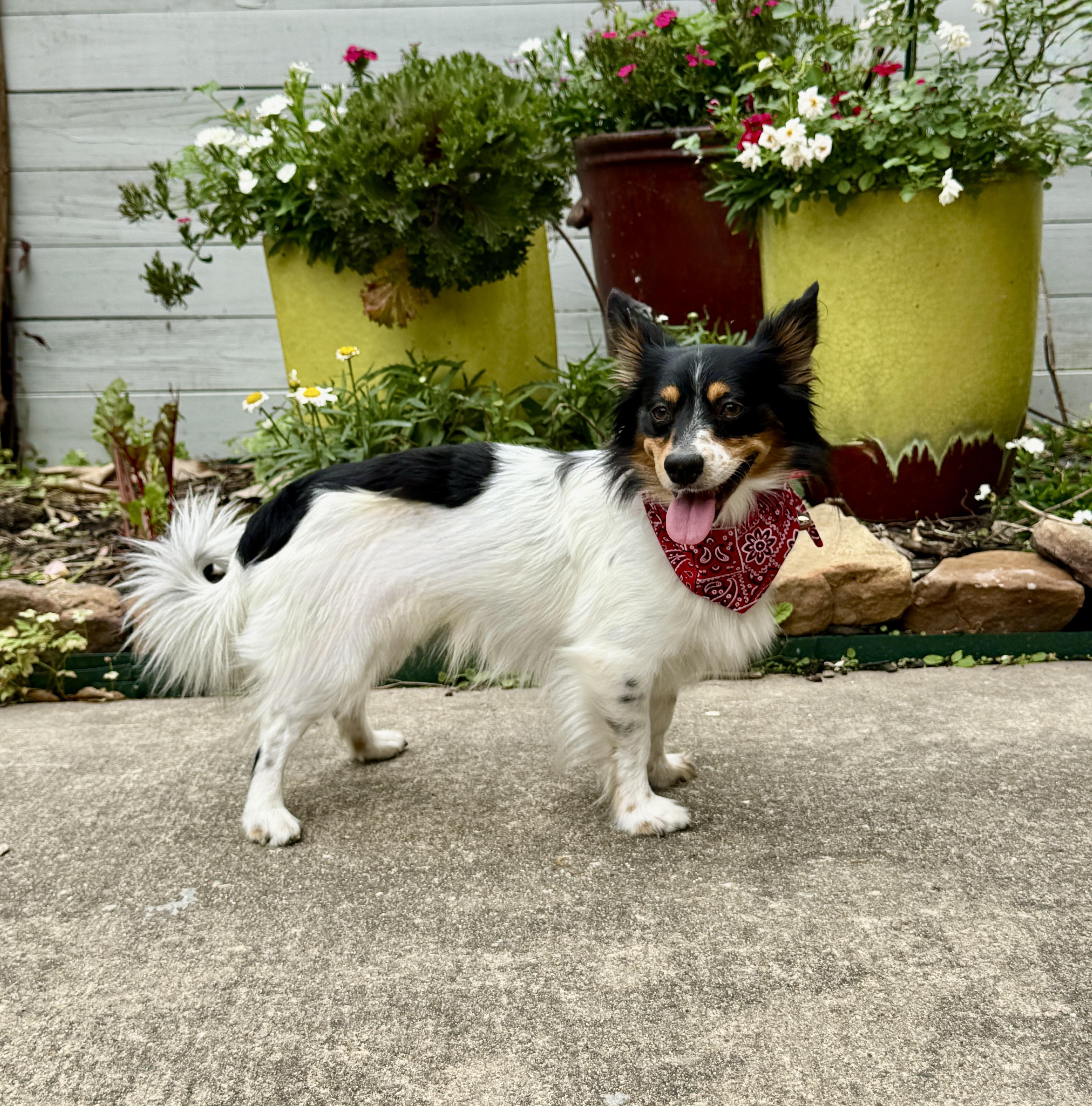 Enlarge Pinto, an adoptable mixed breed in Houston, TX image 5/5