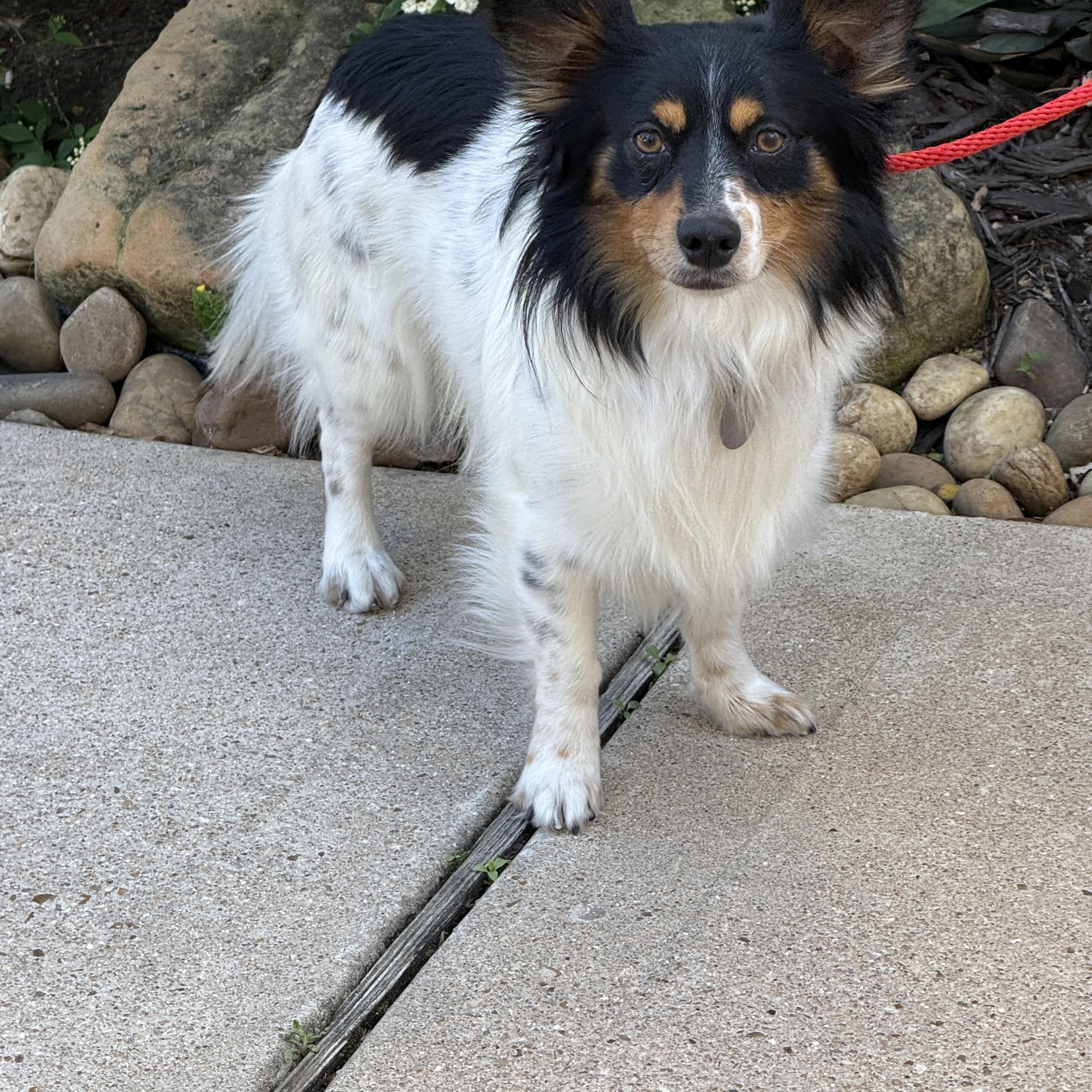 Pinto, adoptable, Young Male Shetland Sheepdog / Sheltie.