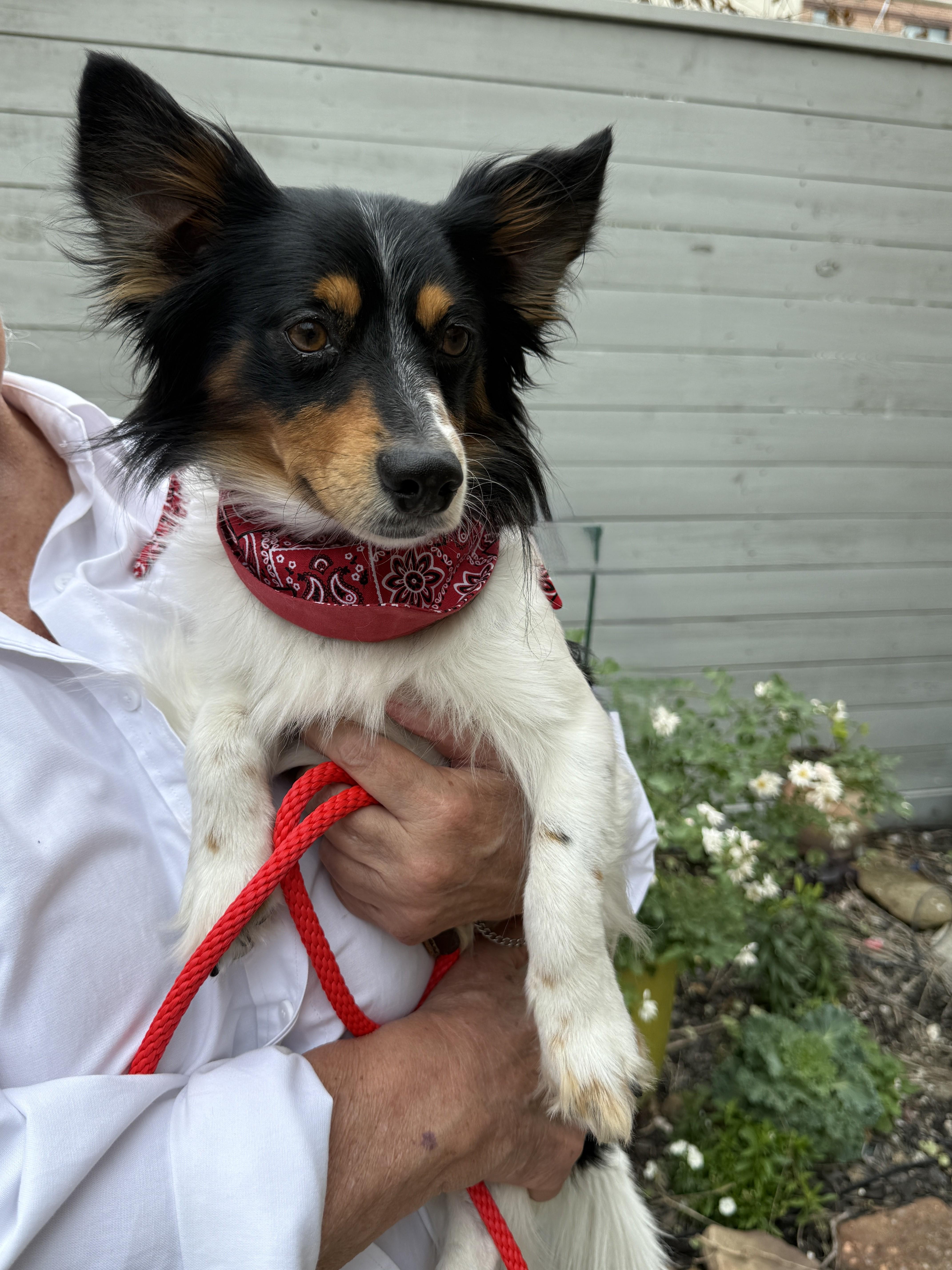 Enlarge Pinto, an adoptable mixed breed in Houston, TX image 3/5