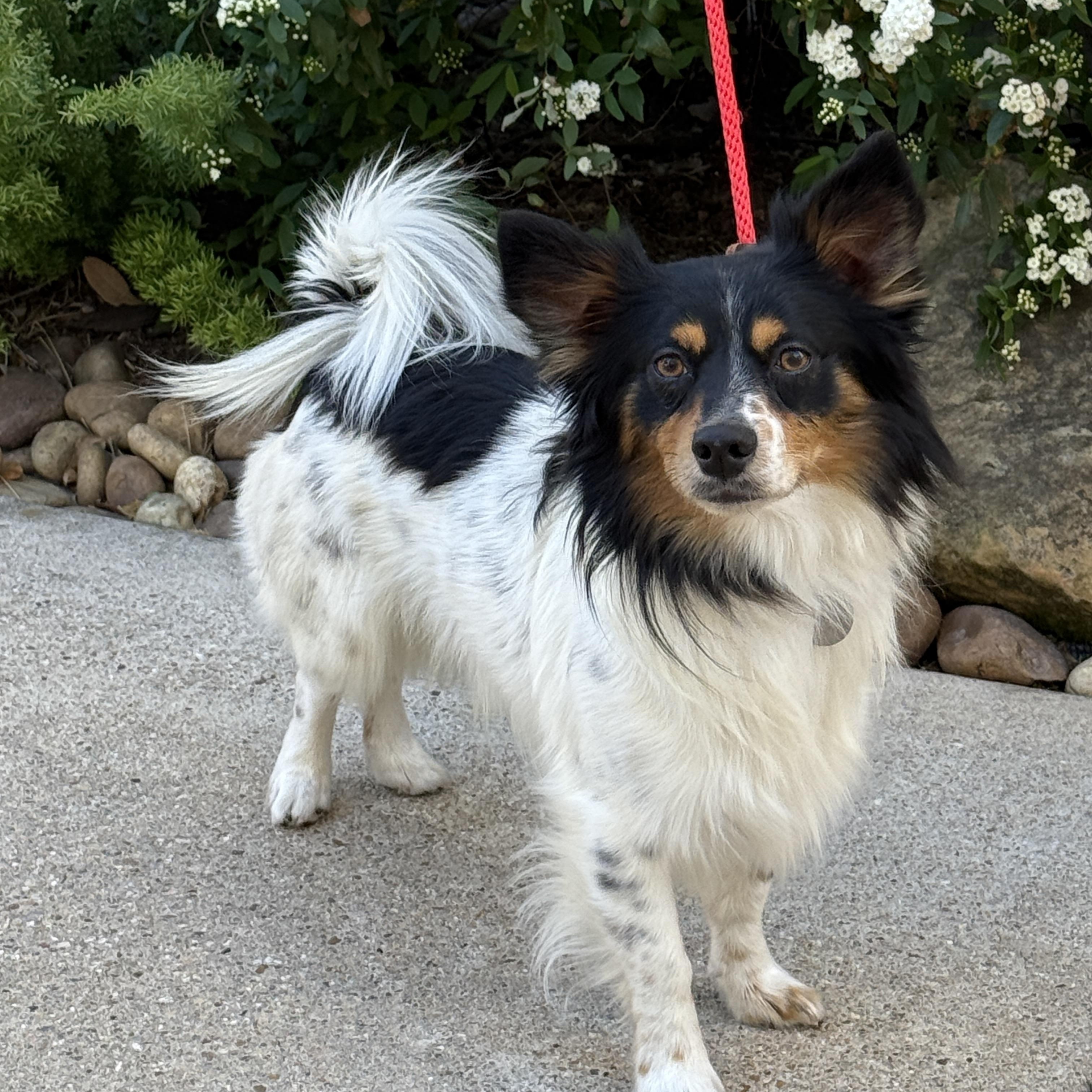 Enlarge Pinto, an adoptable mixed breed in Houston, TX image 2/4