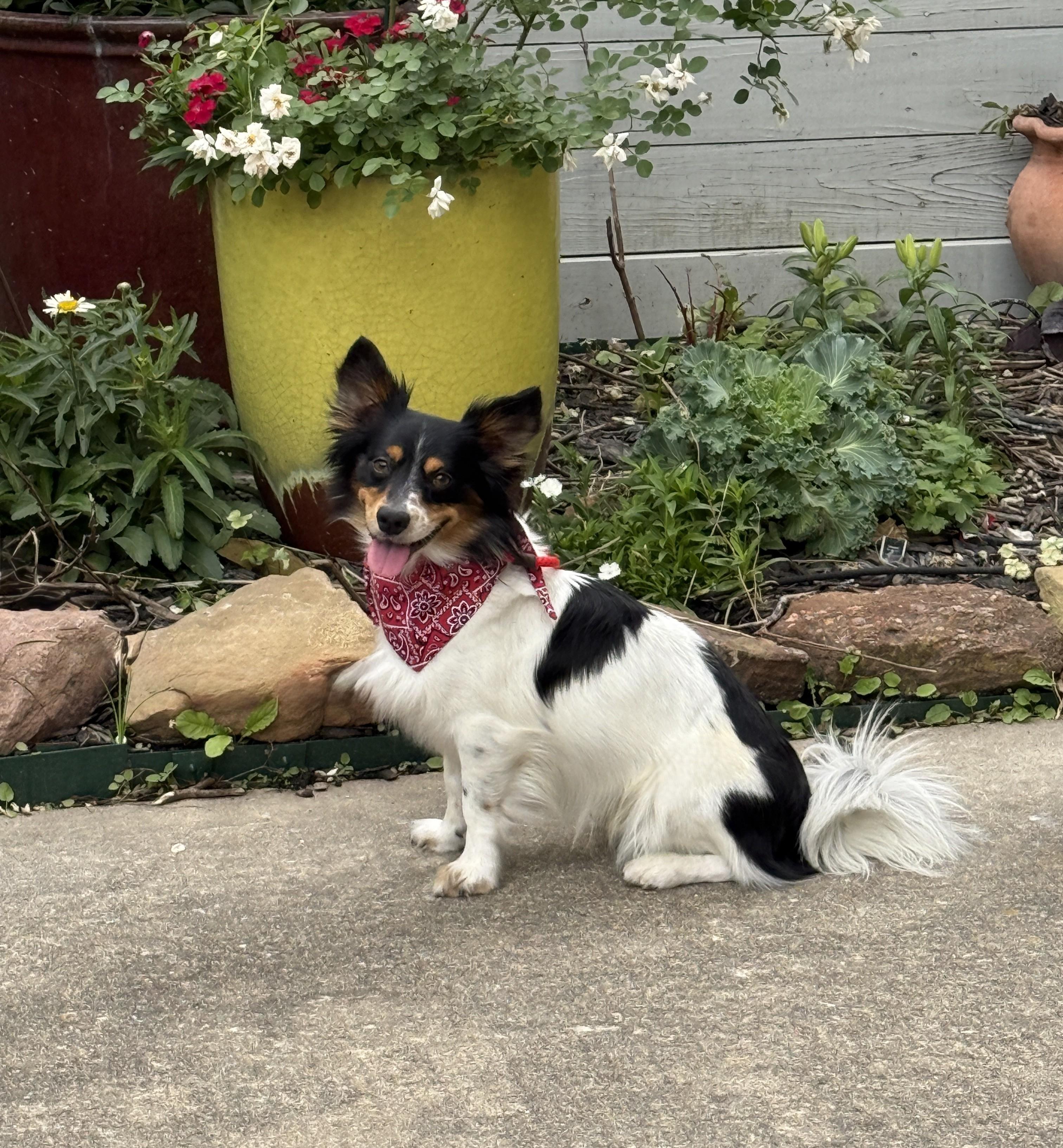 Enlarge Pinto, an adoptable mixed breed in Houston, TX image 1/5